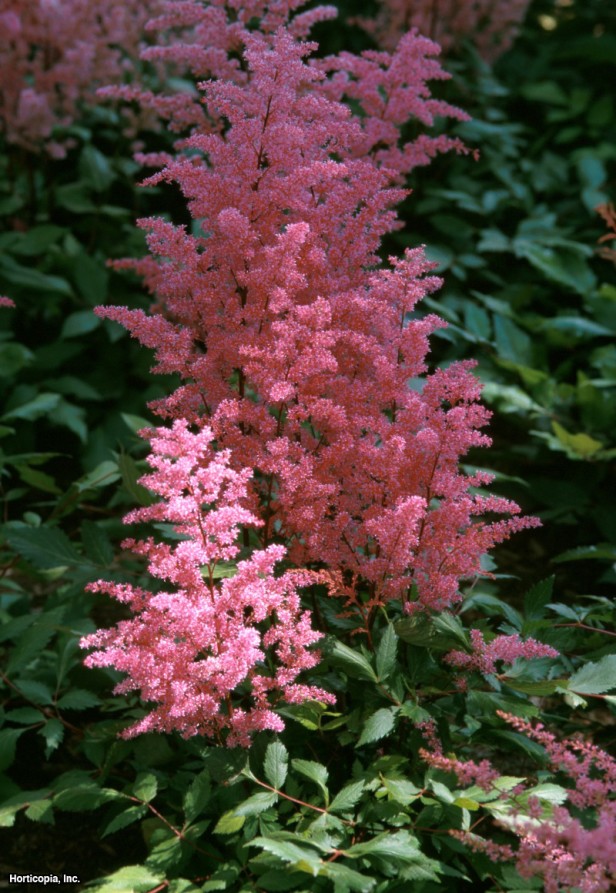 Cüce Astilbe