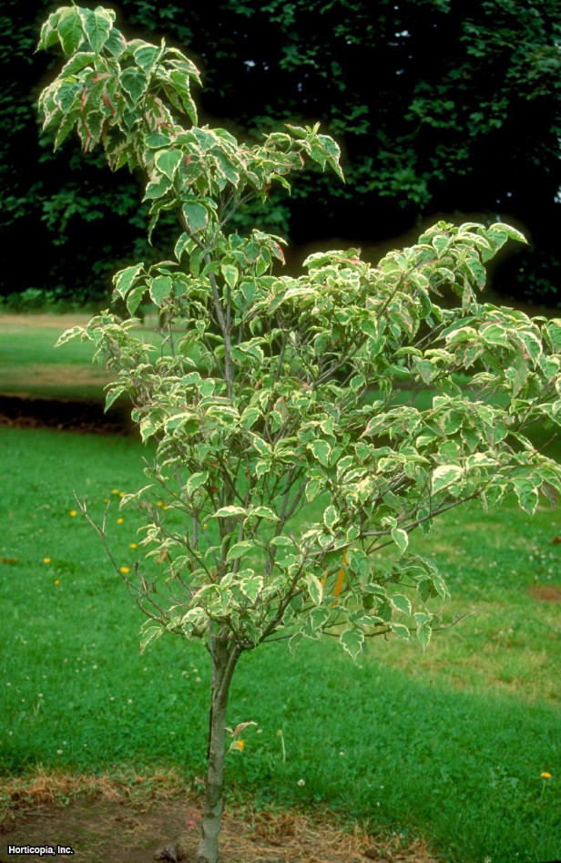 çiçekli kızılcık