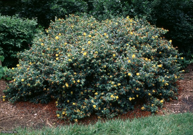 Altın Sarı Kantaron