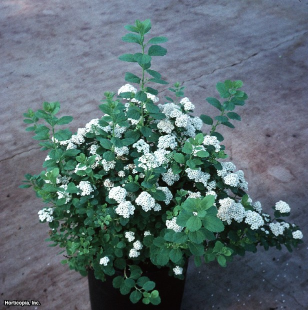 Beyaz Spirea