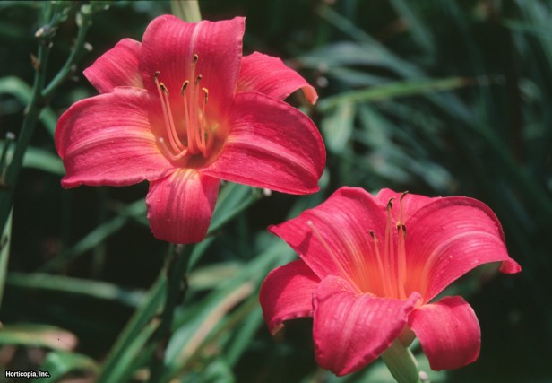Daylily