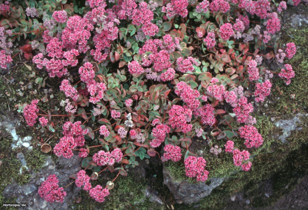 Sedum