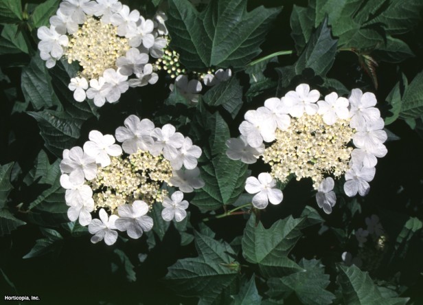 Avrupa Kızılcık Kartopu