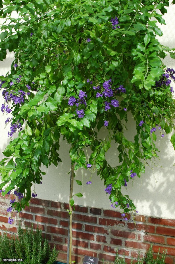 Altın Çiy Damlası