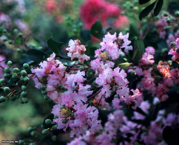 Crapemyrtle