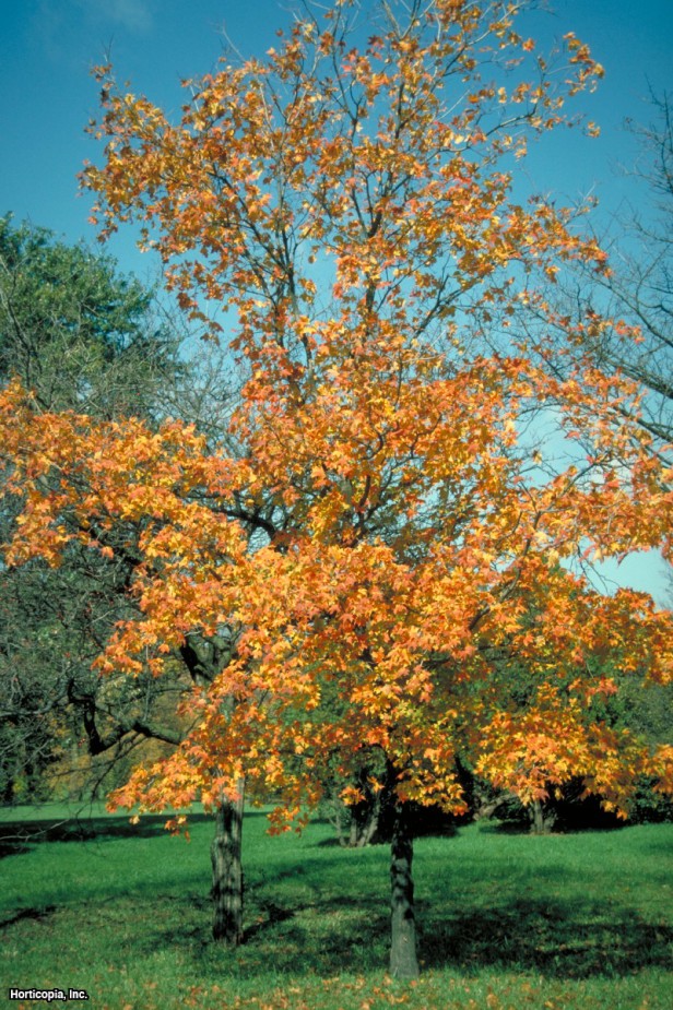 Tebeşir Akçaağaç