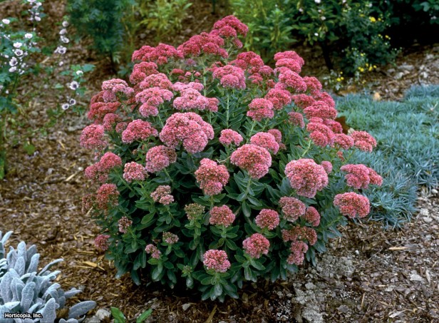 Sedum