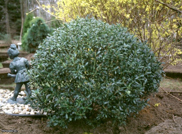 yabanmersini çobanpüskülü