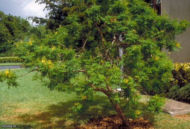Meksika Caesalpinia