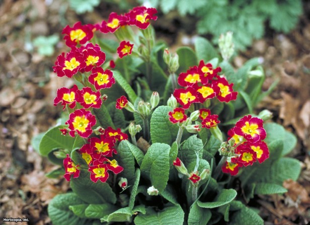 İngiliz Çuhaçiçeği