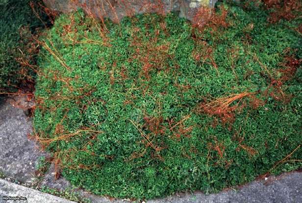 Taş kıran çiçeği