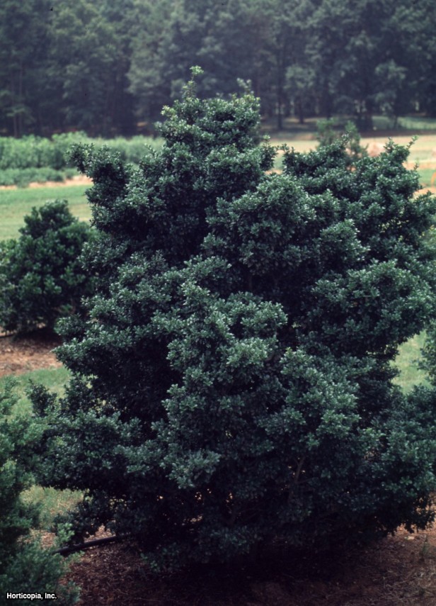 Japon çobanpüskülü