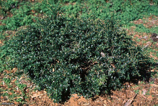 Japon çobanpüskülü