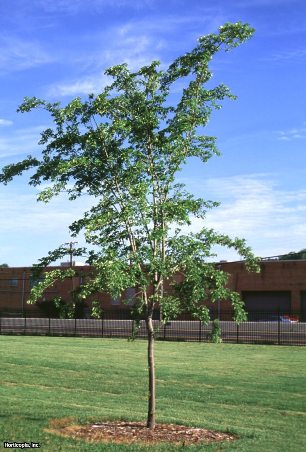 Düz Yapraklı Karaağaç