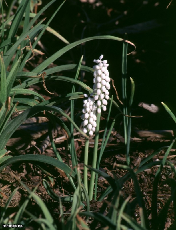 Beyaz Üzüm Sümbülü