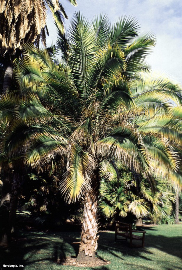 Yabani Hurma Ağacı