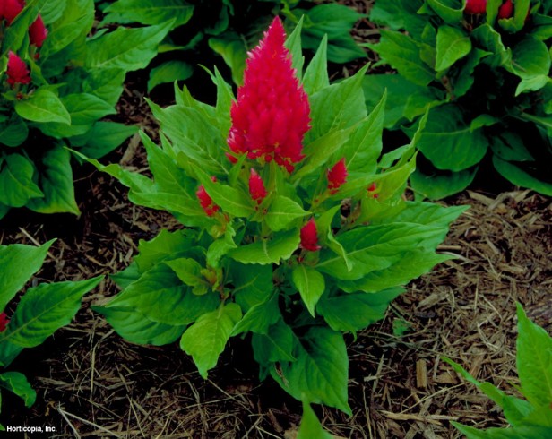 Tüy Celosia