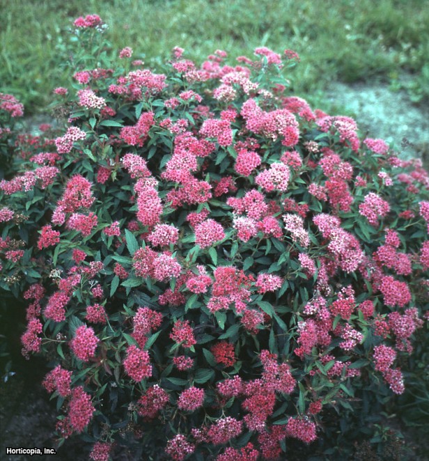Japonca Spirea