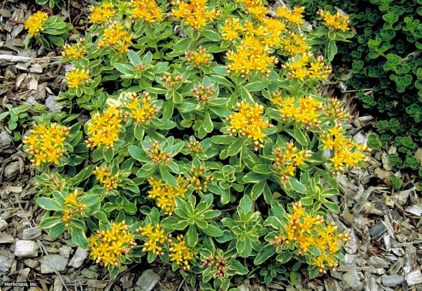 Kamschataka Stonecrop