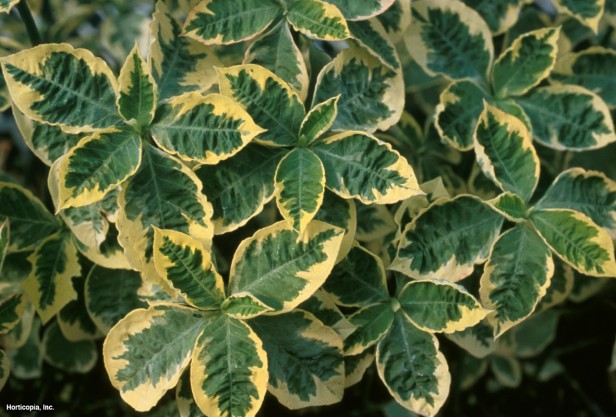 Japon Atatürk çiçeği