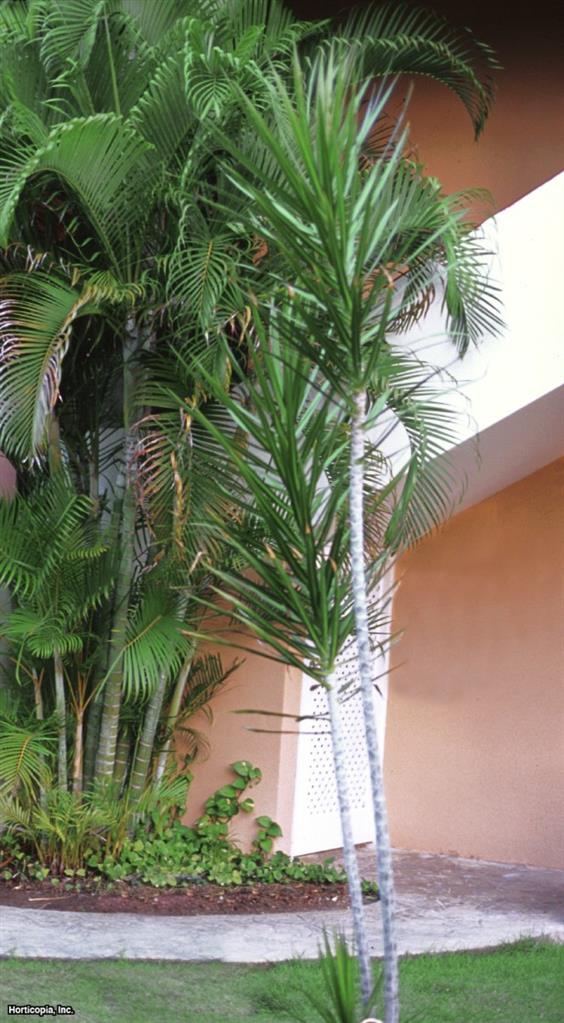 Madagaskar Ejderha Ağacı