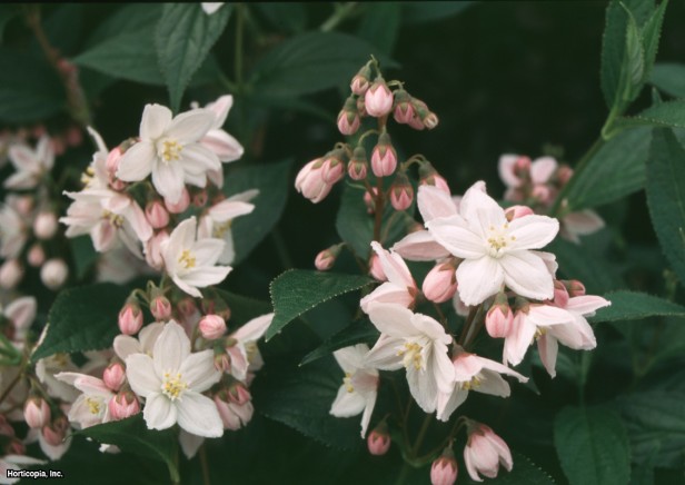 Gül Deutzia