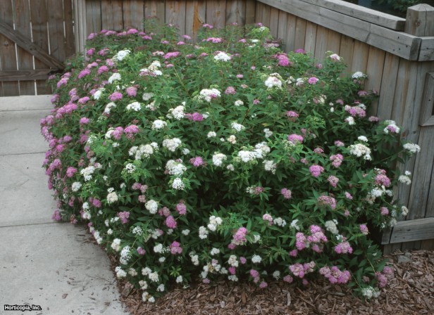 Japonca Spirea