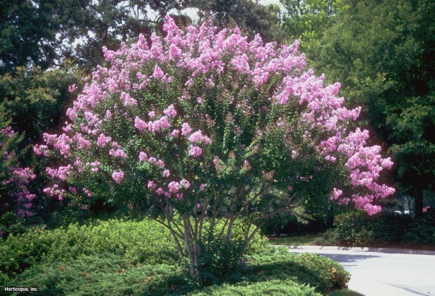 Crapemyrtle