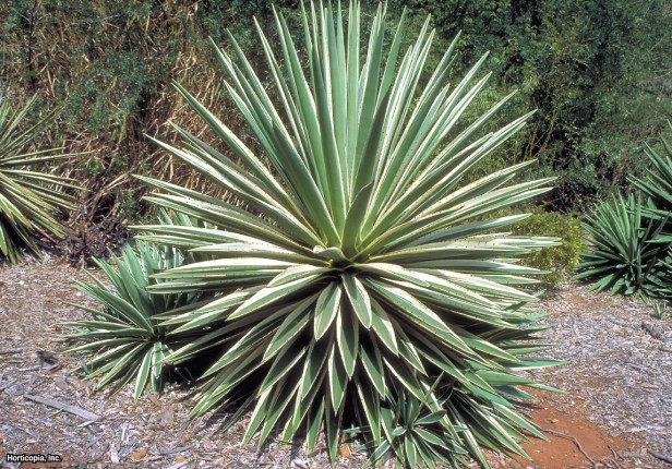 Alacalı Karayip Agave