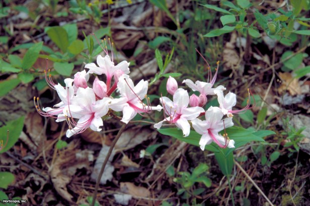 Pinxterbloom Açelya