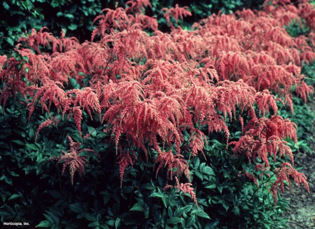 Astilbe