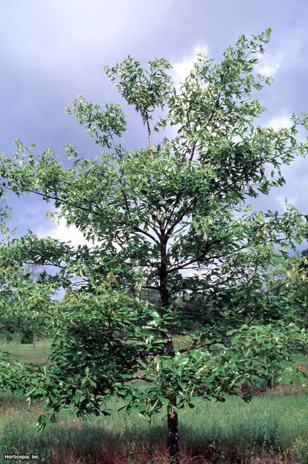 Güney Kızıl Meşe
