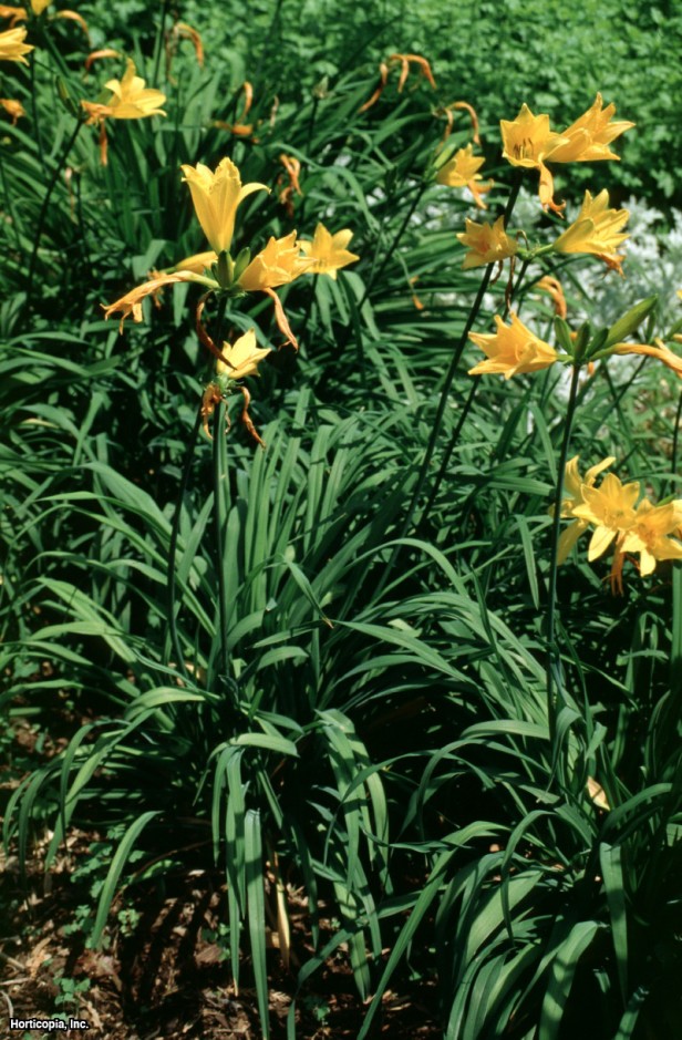 Middendorf Daylily