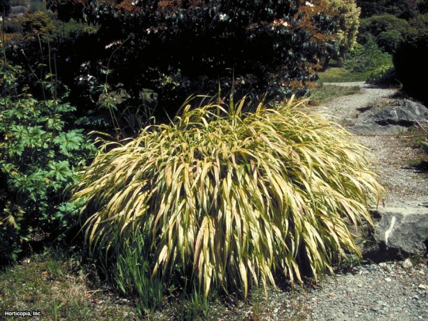Hakonechloa