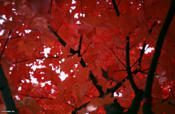 Shantung Hibrit Akçaağaç