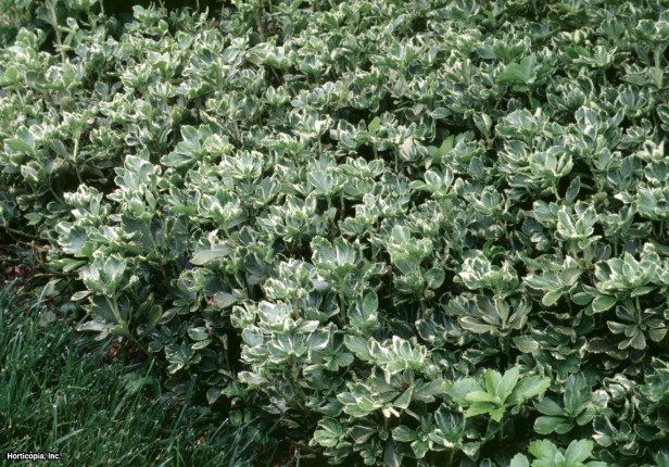 Japon Pachysandrası