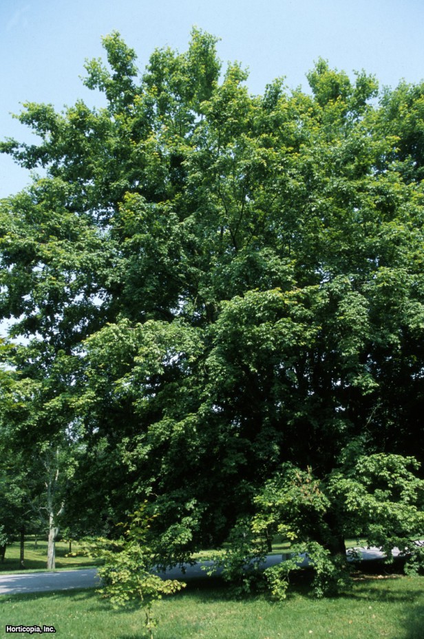 Güney Şeker Akçaağacı