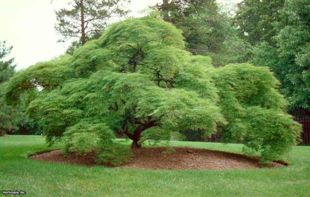 Japon Yapraklı Akçaağaç