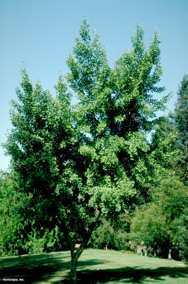 Ginkgo