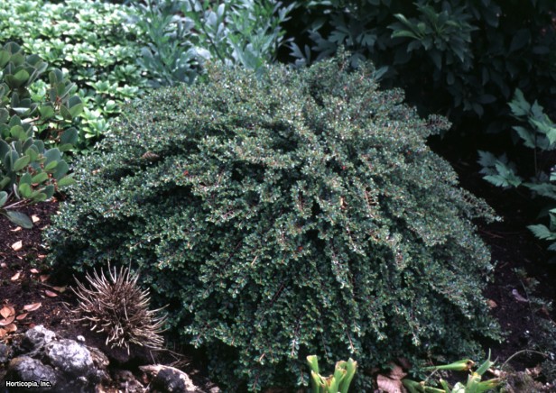 Cotoneaster