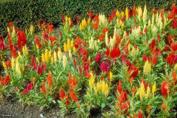 Tüy Celosia