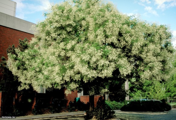 Japon Pagoda Ağacı