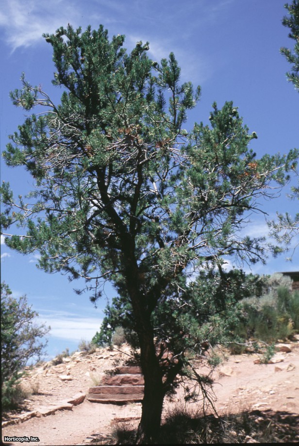 Meksika Cevizi Pinyonu