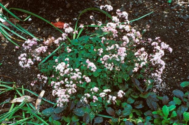 Kyushu Çayır Sokağı