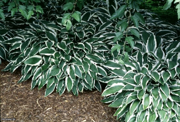 Hosta