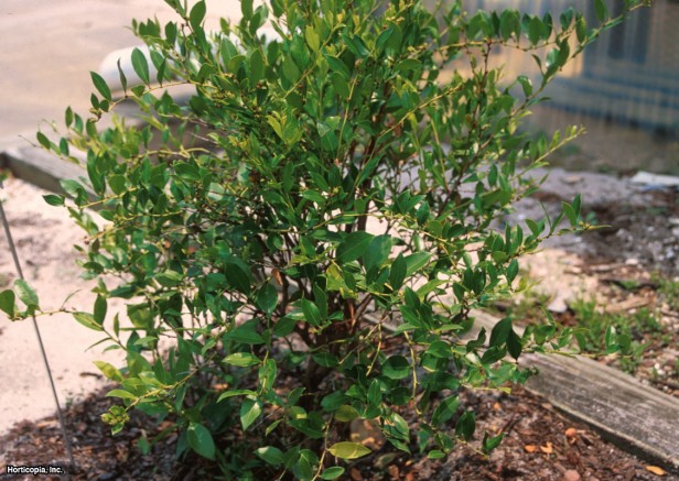 Parlayan Fetter Bush