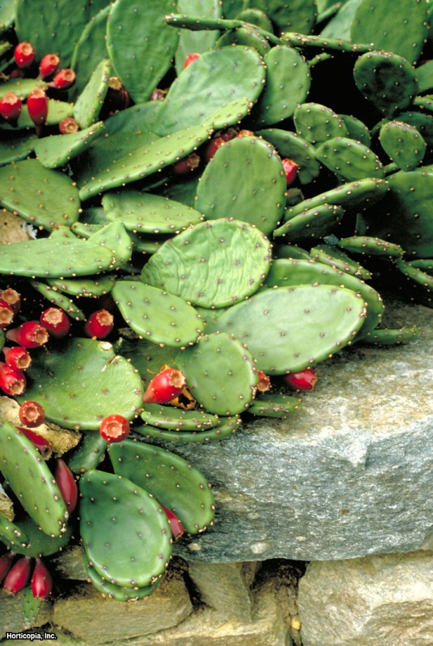 Dikenli armut kaktüsü