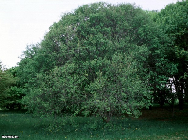 Montpellier Akçaağacı