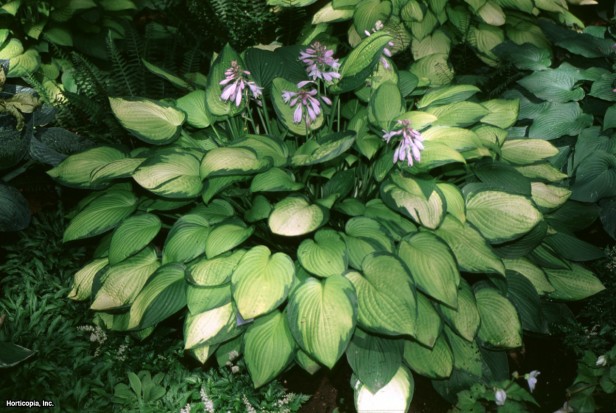 Hosta