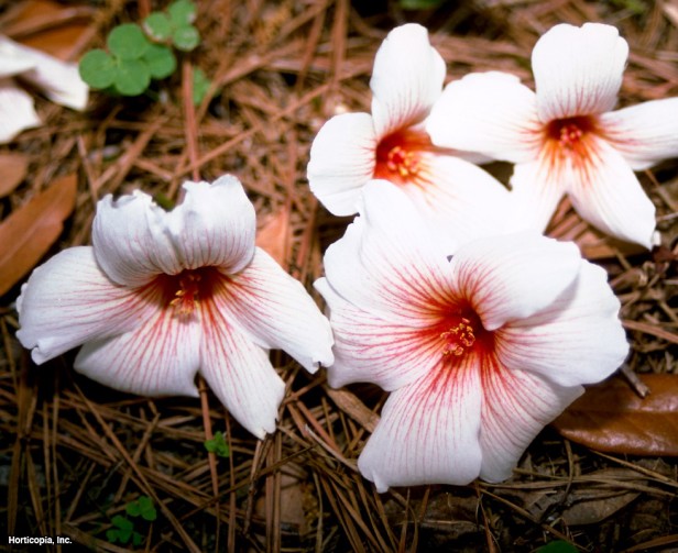 Çin Odun Yağı Ağacı